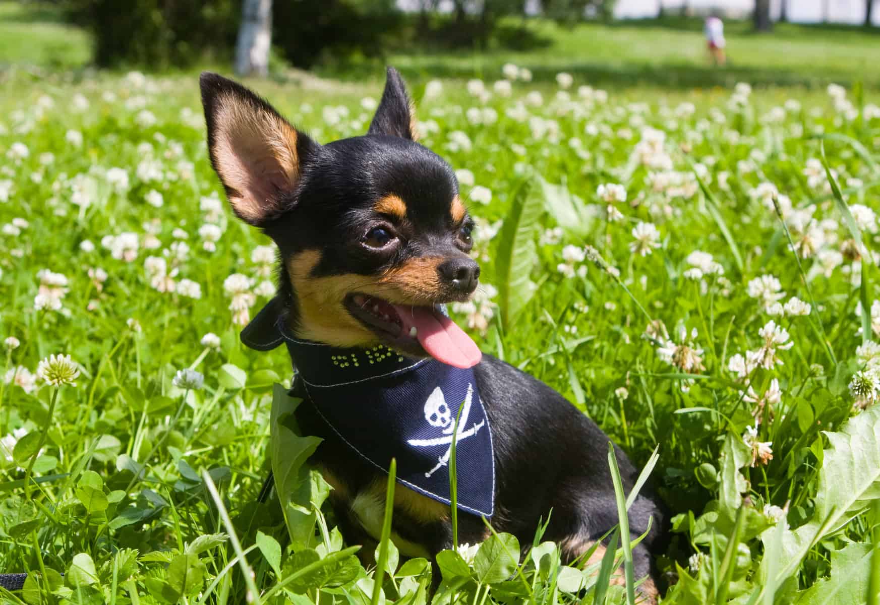 A tiny Chihuahua smiling and staying on the grass