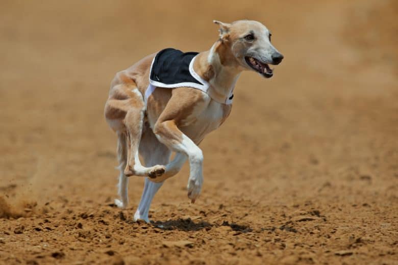 Ein Whippet-Hund rennt