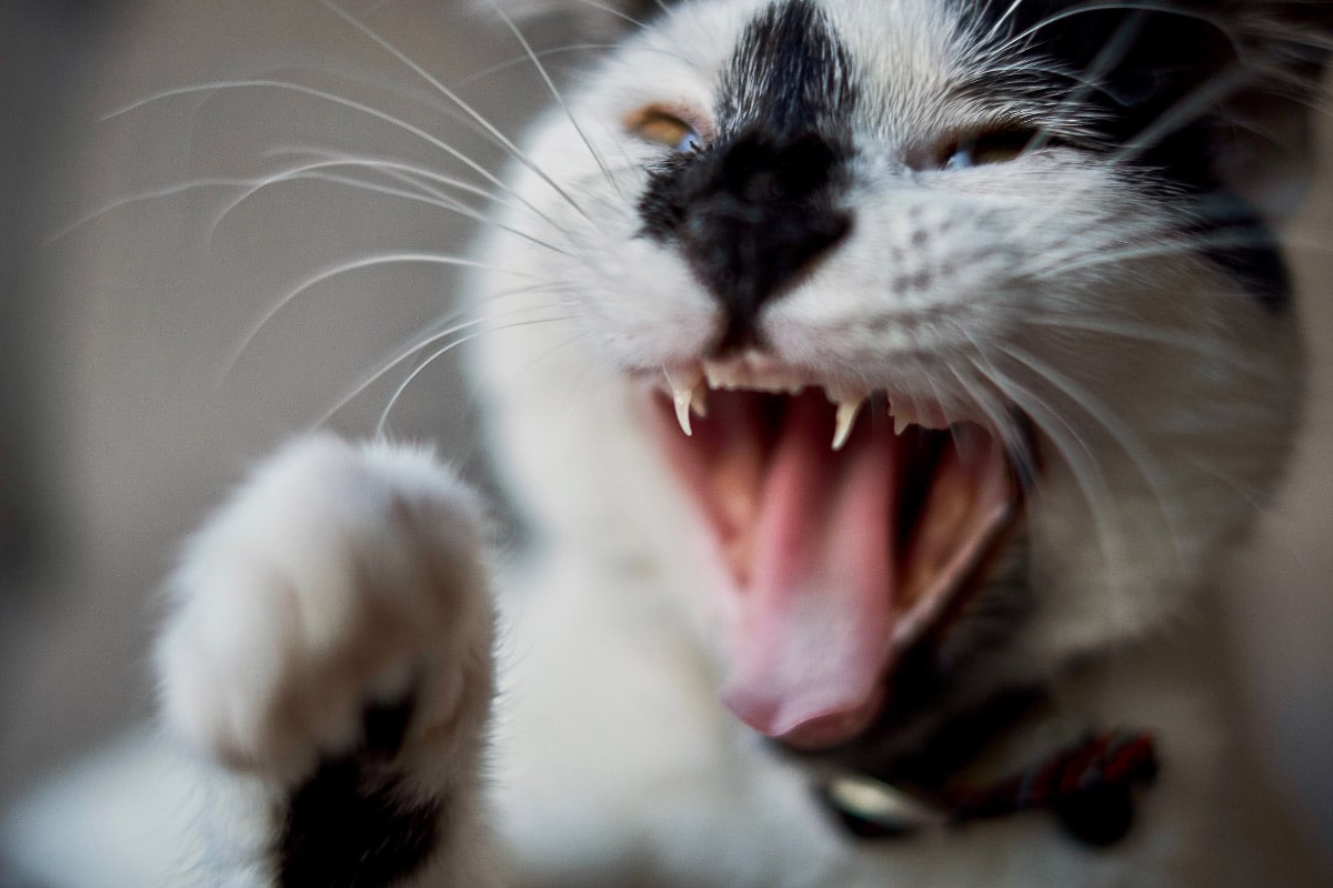 schwarz-weiße Katze mit Mouth offen