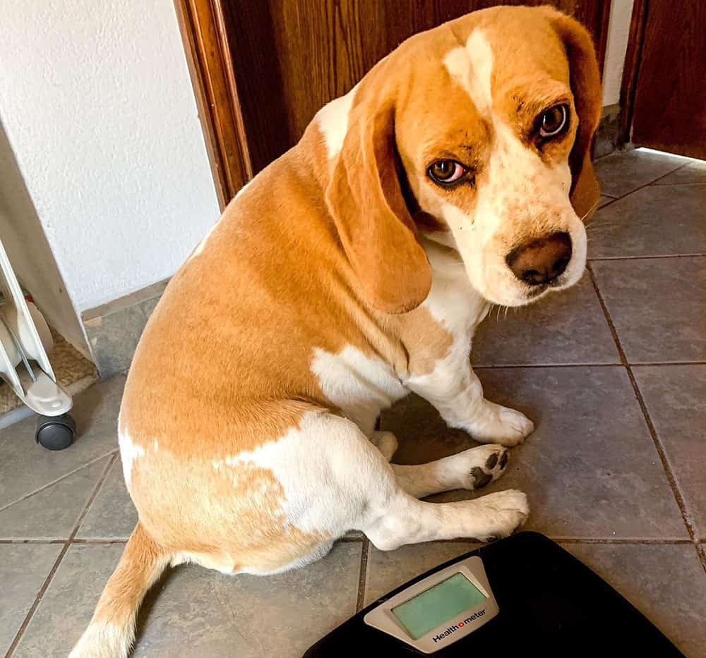Ein Beagle-Hund mit einer Waage