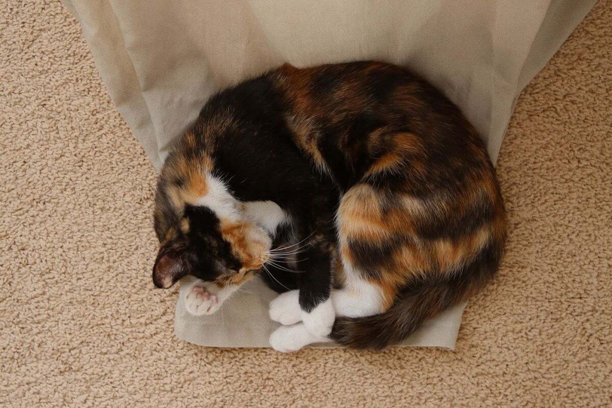 Katzenschlaf-im-Ball-auf-Vorhang