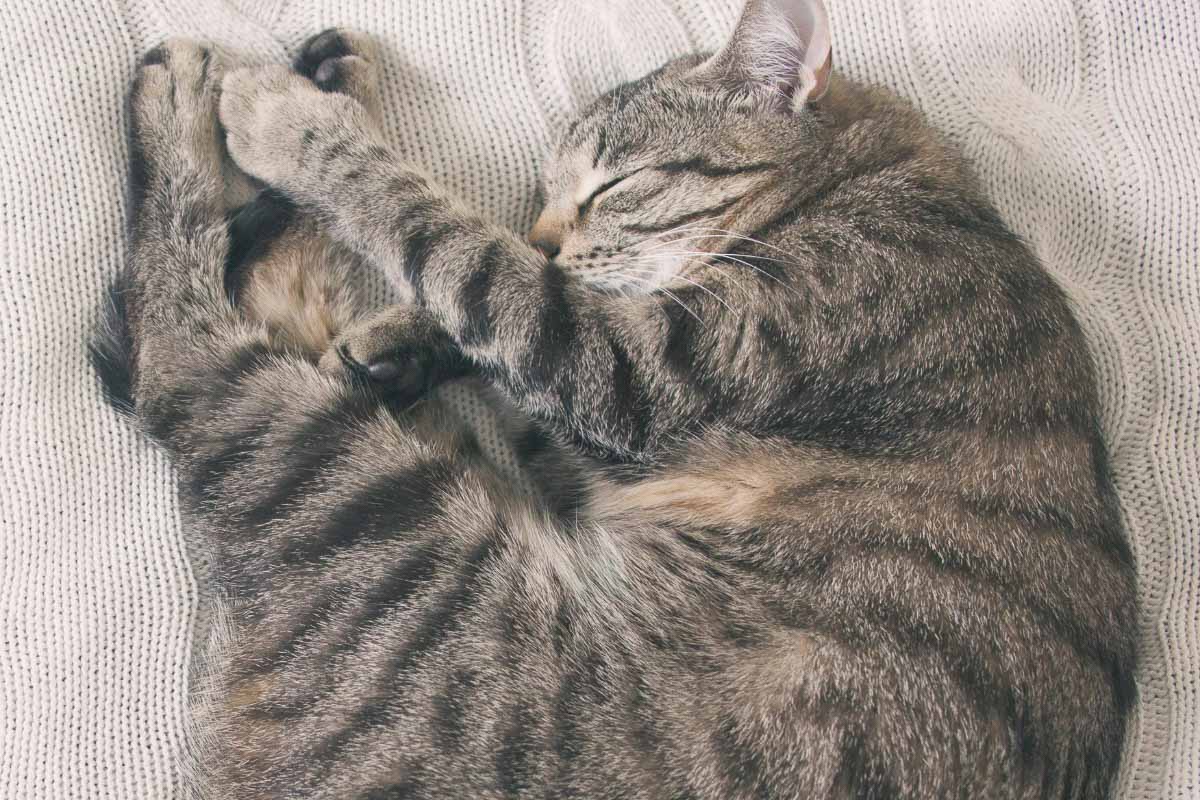 Graue Katze schläft in einer zusammengerollten Position.
