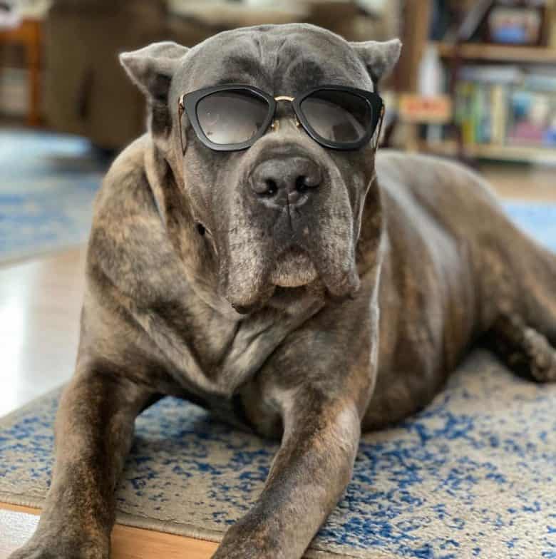 Badass Italienischer Mastiff-Hund mit Sonnenbrille