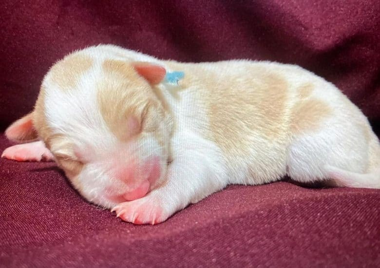 Ein neugeborener Border Collie Welpe schläft