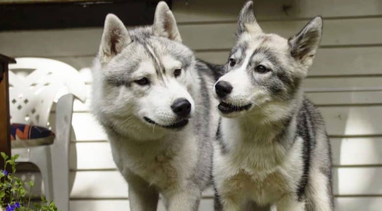 Zwei Siberian Husky Hunde verbinden sich miteinander