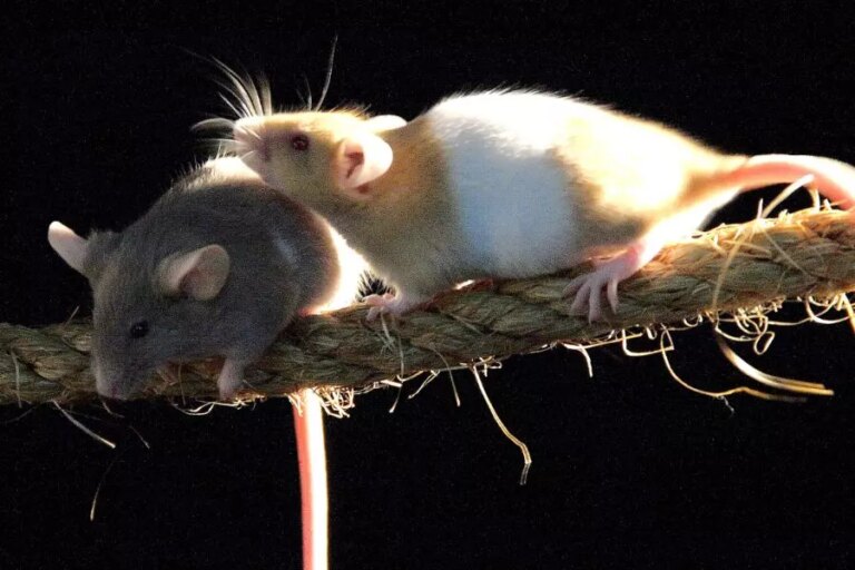 Wie hoch können Ratten klettern? (und 6 Möglichkeiten, sie fernzuhalten)