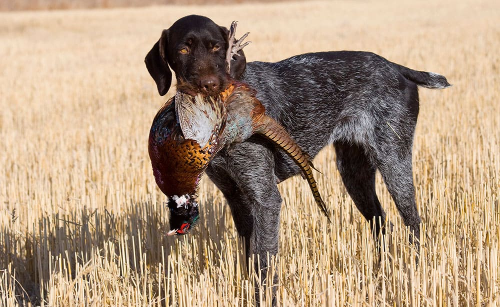 Drahthaar dog hunting a pheasant