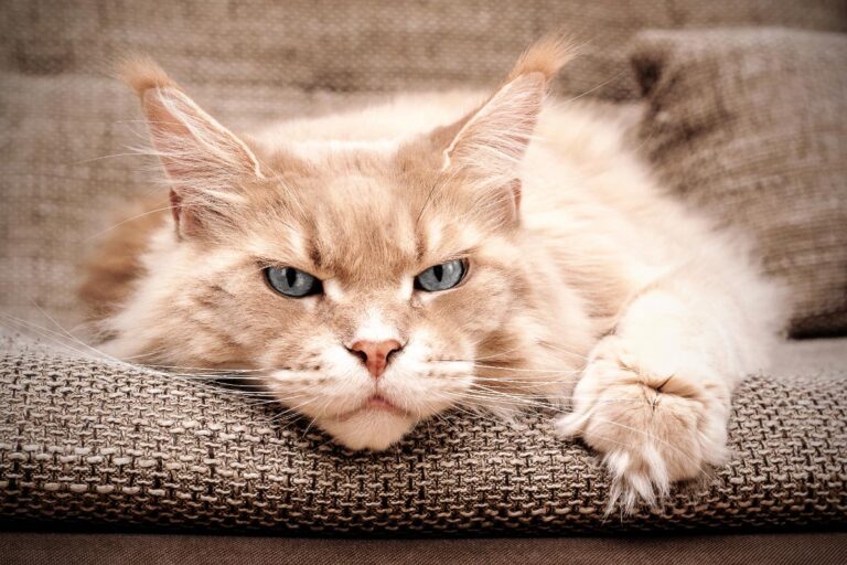 Können Katzen depressiv werden? 9 Dinge, die alle Katzenbesitzer wissen sollten