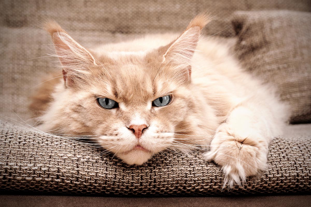 Cream Maine Coon Katze auf dem Sofa liegend.