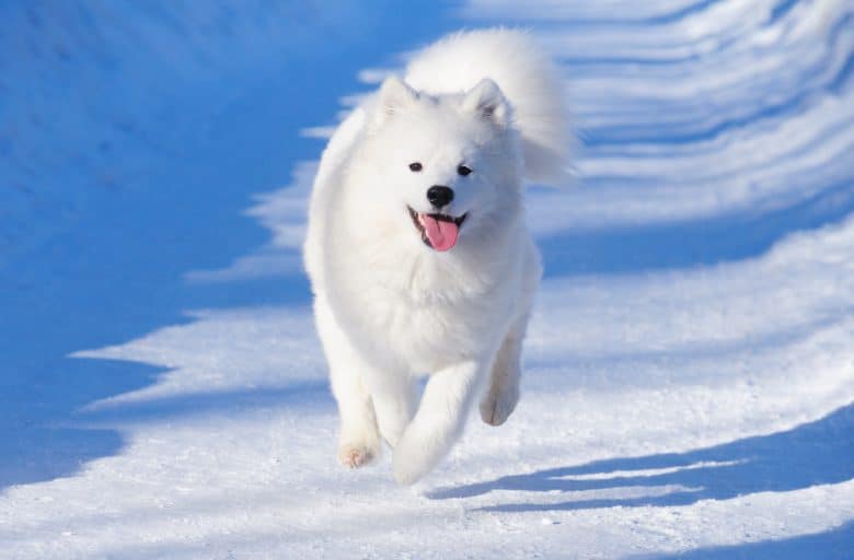 Ein laufender weißer Samojeden auf Schnee