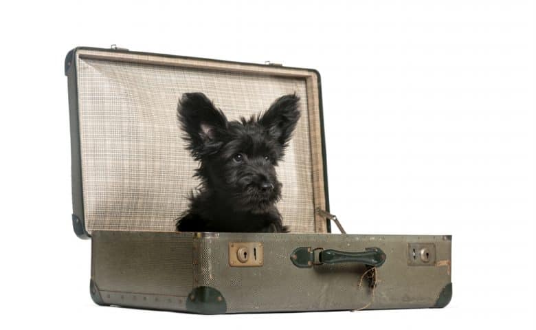 Ein Skye Terrier Welpe sitzt in einem Koffer