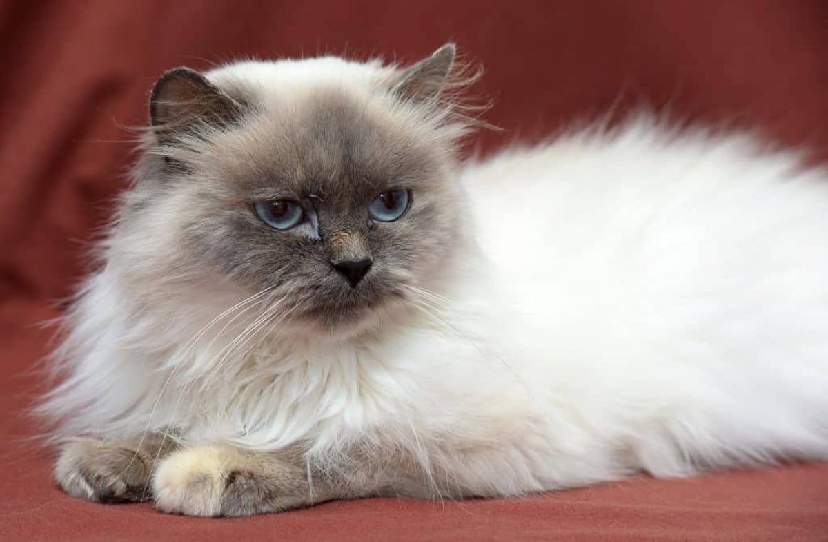 weiße flauschige Himalaya-Katze mit dunklerem Gesicht und blauen Augen