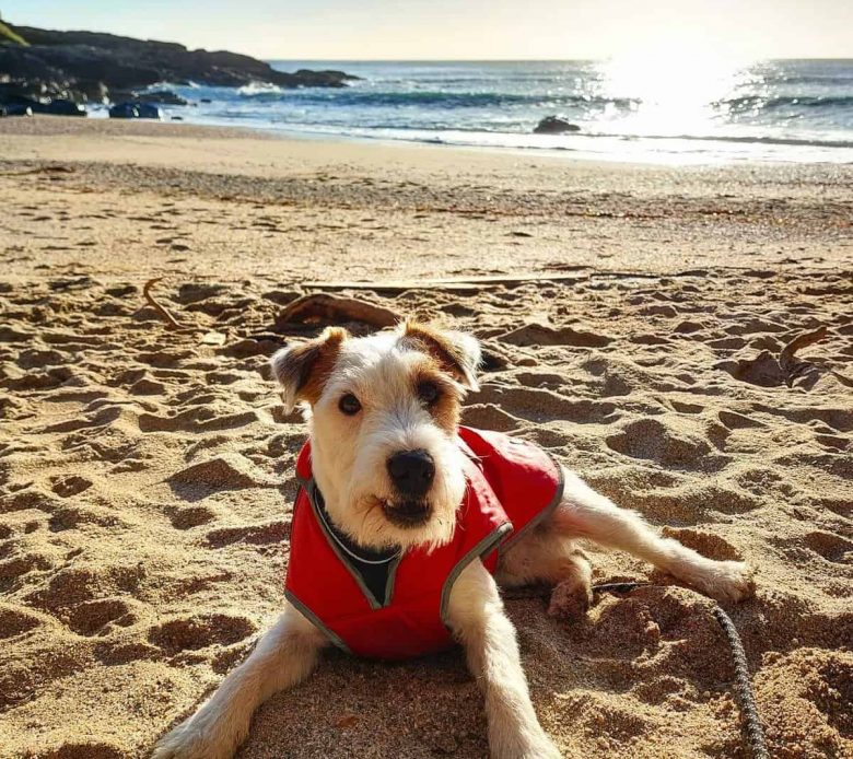 Ein Parson Russell Terrier auf dem Sand liegend