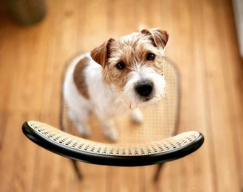 Ein Parson Russell Terrier auf einem Stuhl stehend