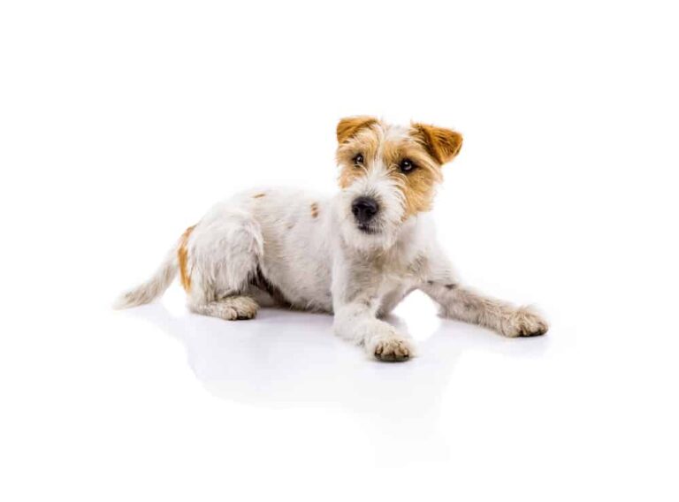 Parson Russell Terrier Hunderasse: Bilder, Farben, Rinde, Eigenschaften und Ernährung
