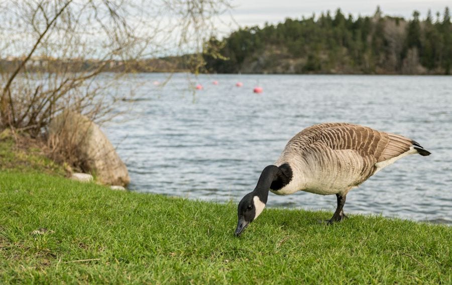 6 Smart Ways to Keep Geese Off Your Dock