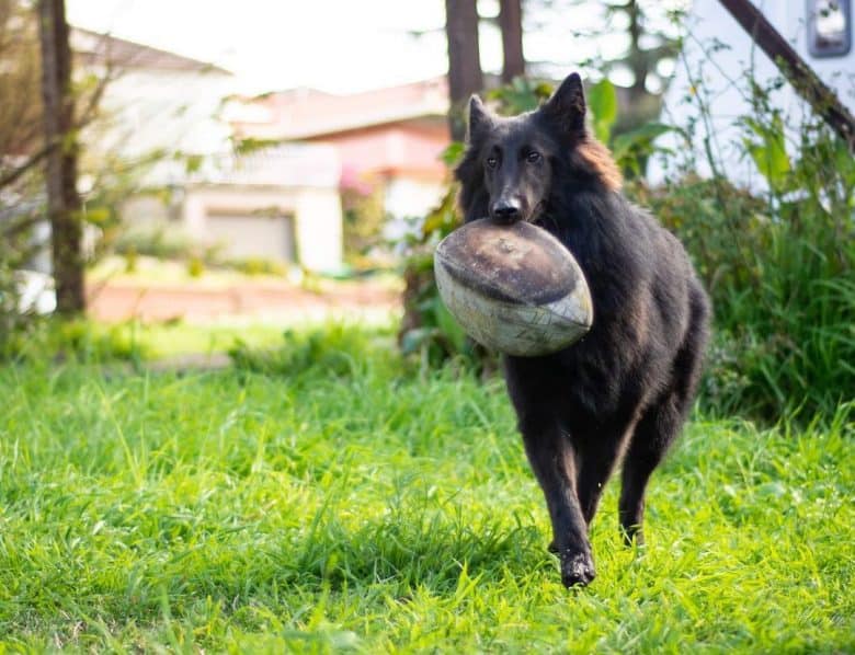 Ein belgischer Schäferhund mit einem Ball