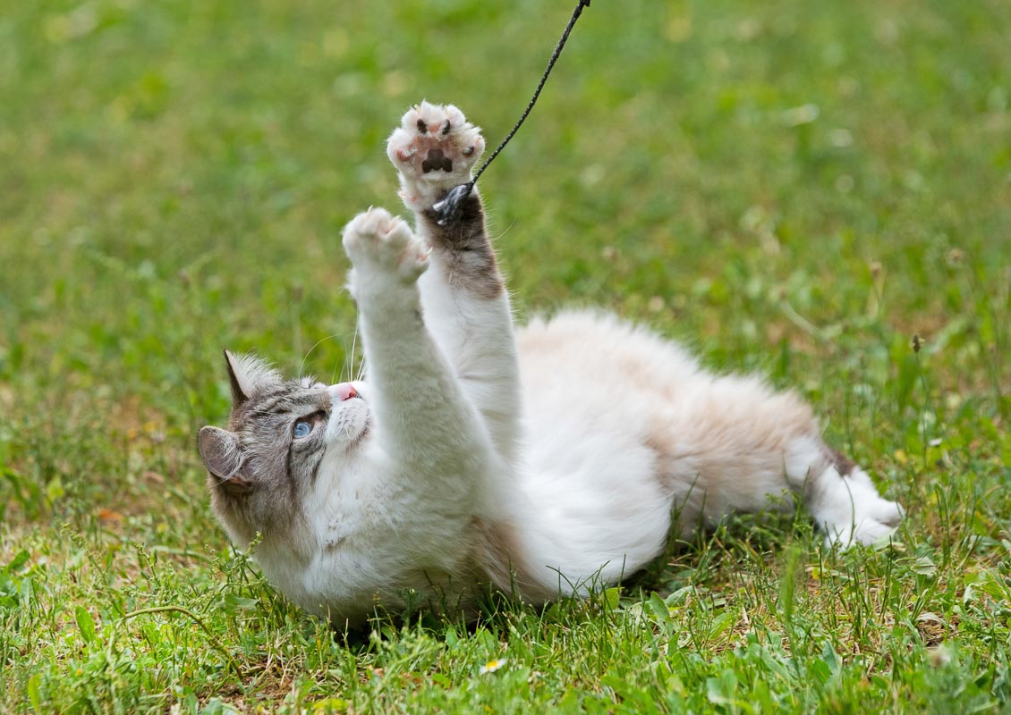 White Maine Coon Ragdoll Kätzchen spielt auf dem Rasen.
