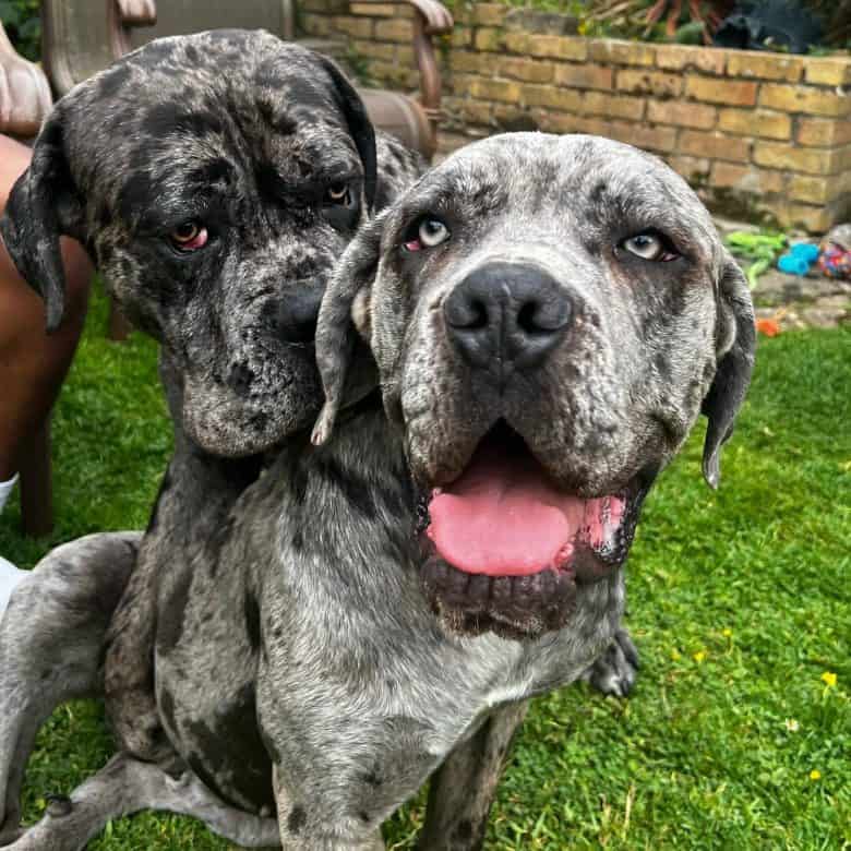Zwei Merle Cane Corso Hunde