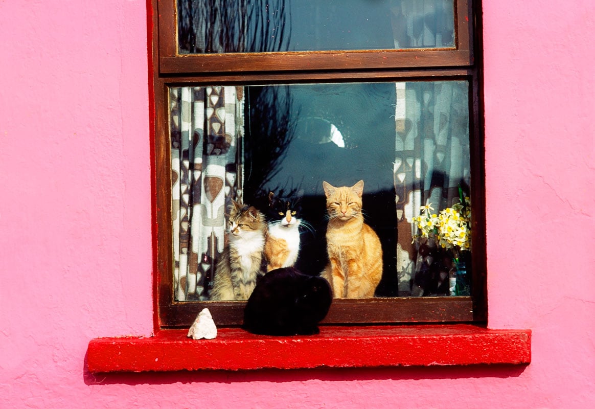 mehrere Katzen auf einer Fensterbank eines rosa Hutes mit rotem Rahmen
