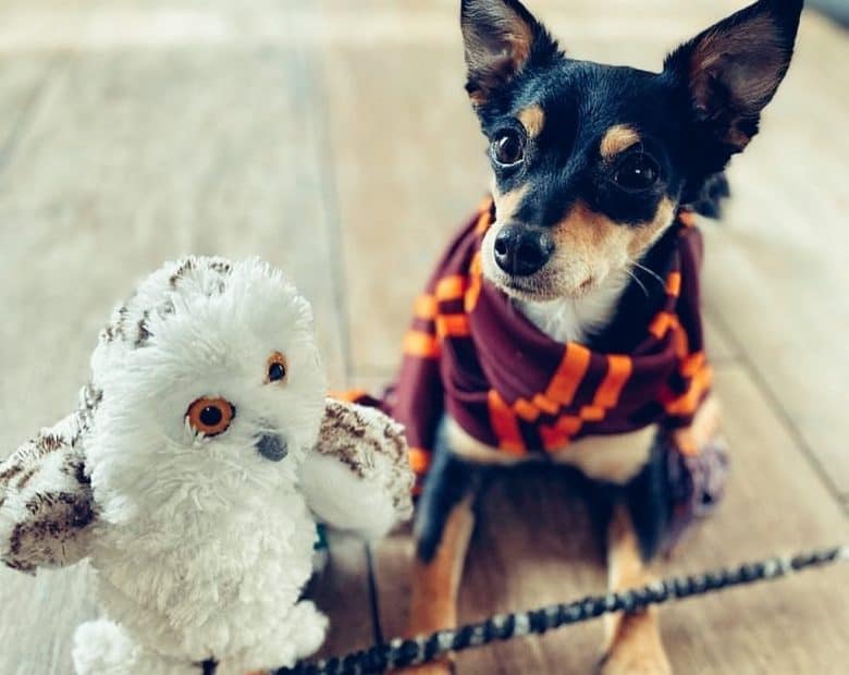 ein Chihuahua mit Schal und Eulenzeug