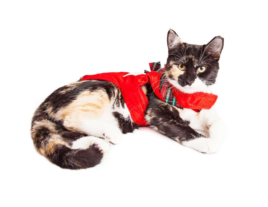 Süße Calico Rasse Katze liegt in rotem Weihnachtsoutfit