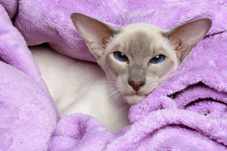 lilac point siamesische Katze auf lila Handtuch
