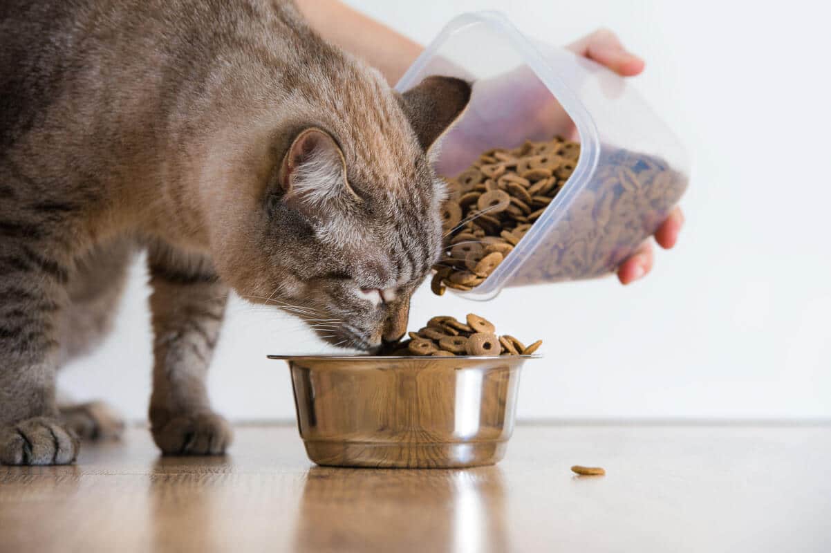 Junge Katze frisst zu Hause aus ihrem Napf. Weibliche Hand fügt Nahrung hinzu