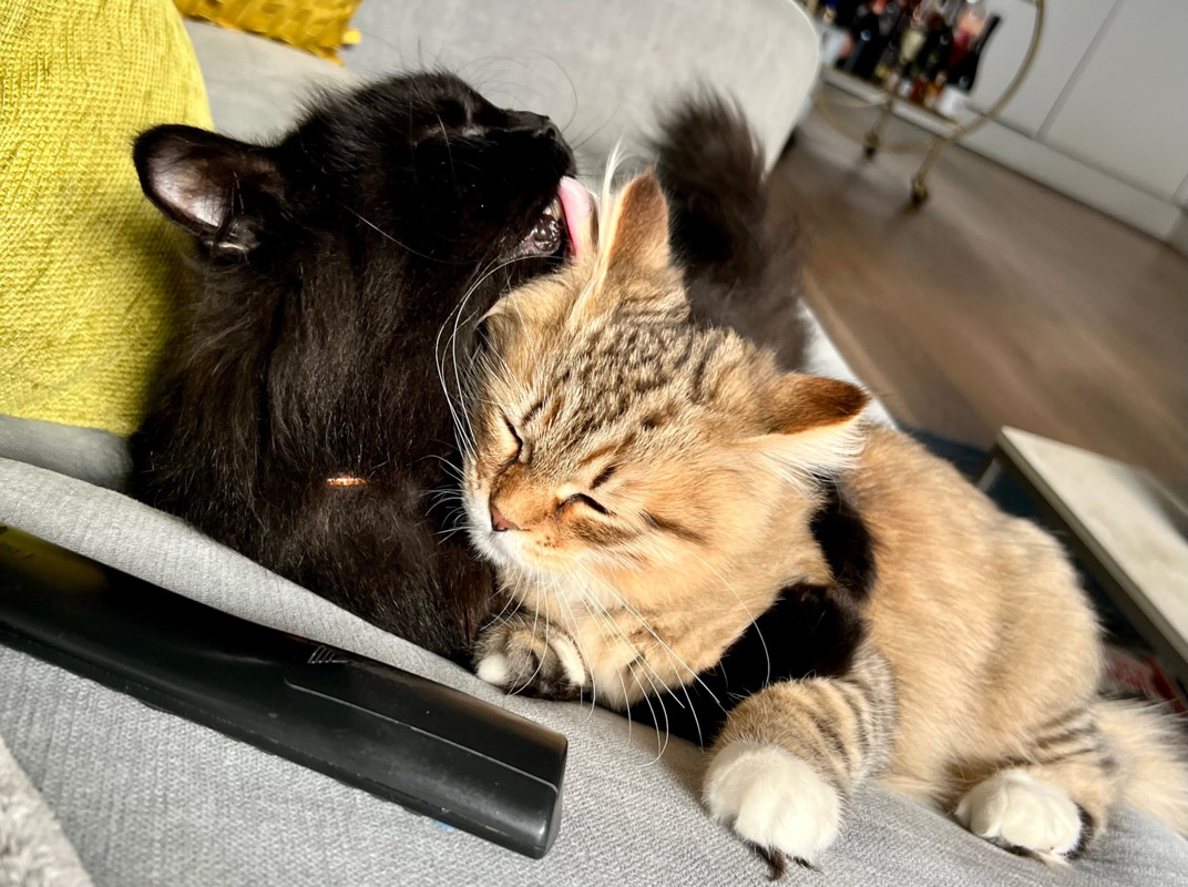 Katzen lecken sich gegenseitig