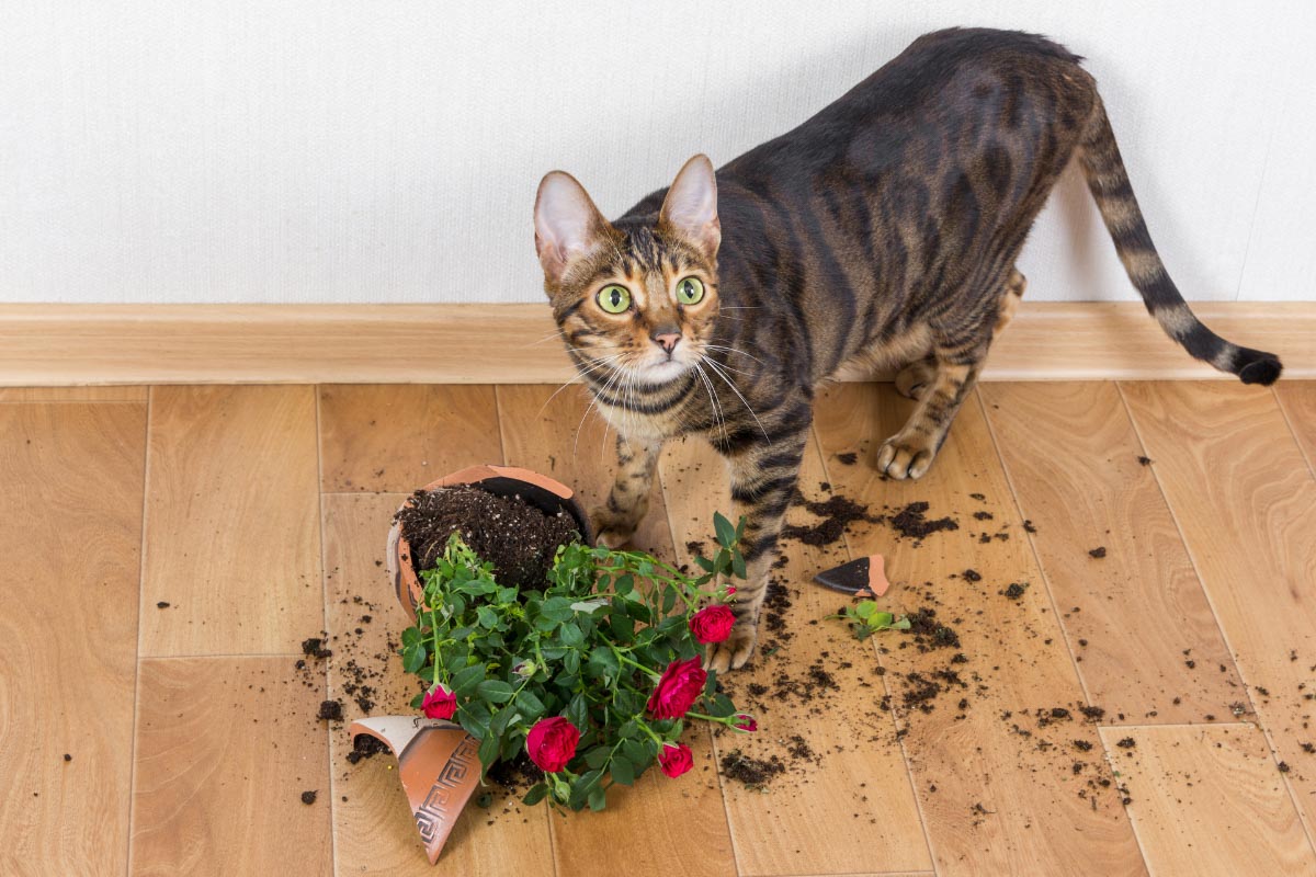Toyger Katze mit verschütteter Pflanze