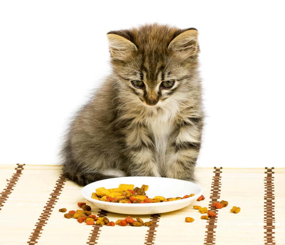 Katze starrt auf kleine Schüssel mit Trockenfutter