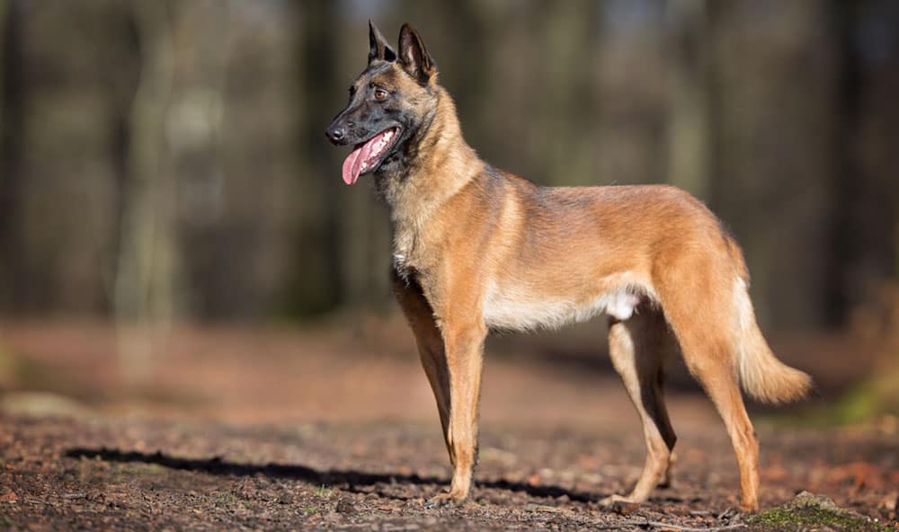Ein belgischer Malinois-Hund steht im Wald