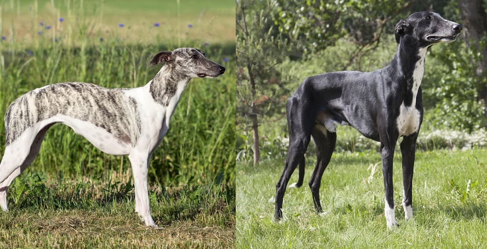 Ein Whippet vs Greyhound Hund steht auf dem Gras