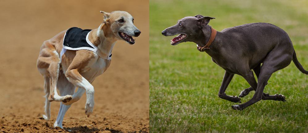 Ein Whippet und ein Greyhound laufen beide schnell