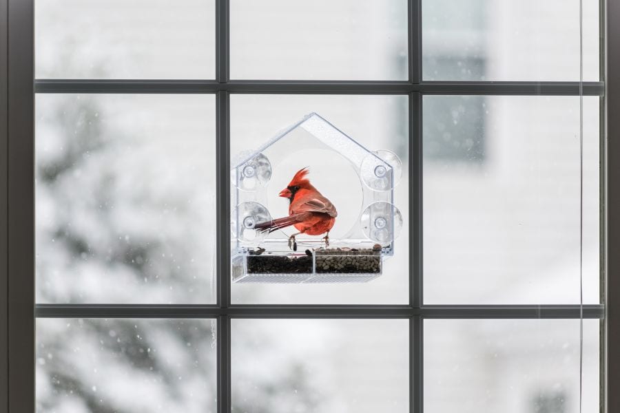 How to Stop Cardinals From Attacking Your Windows