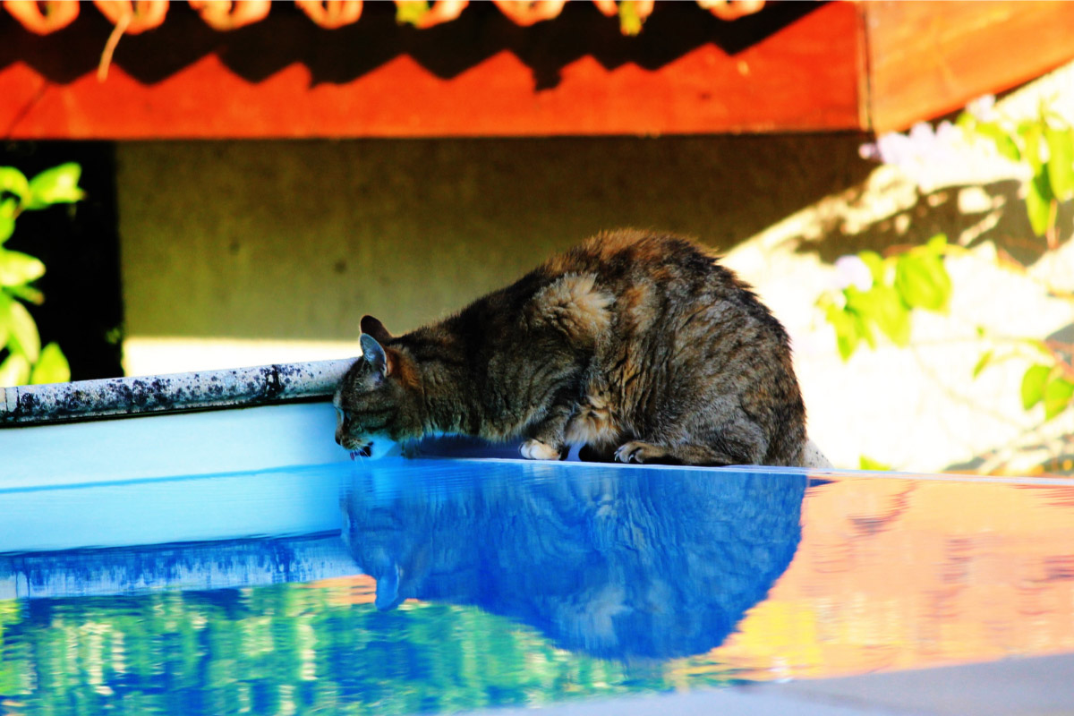 Schwarze Katze trinkt aus dem Schwimmbad