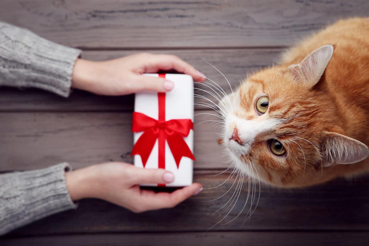 Ultimativer Leitfaden für Geschenke für Katzen, um Ihre Katze zu erfreuen