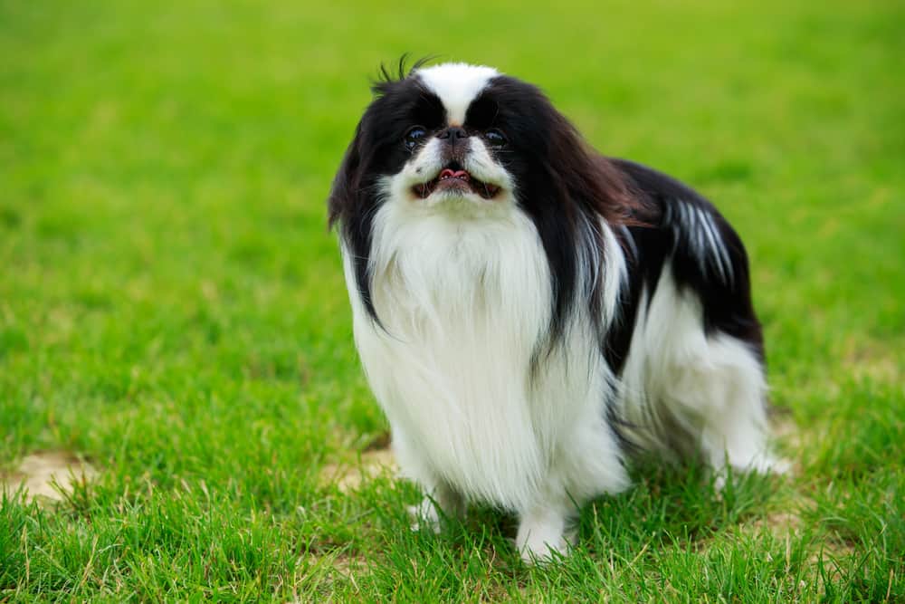 A Japanese Chin standing on the grass