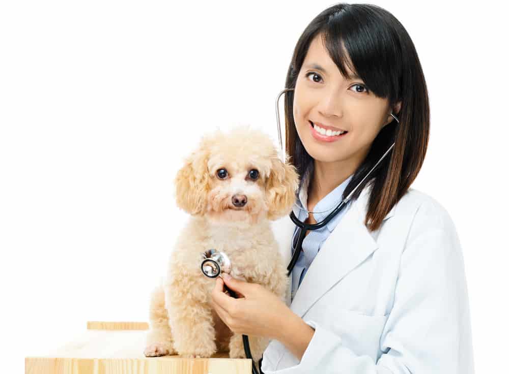 Tierärztin überprüft die Gesundheit des Hundes