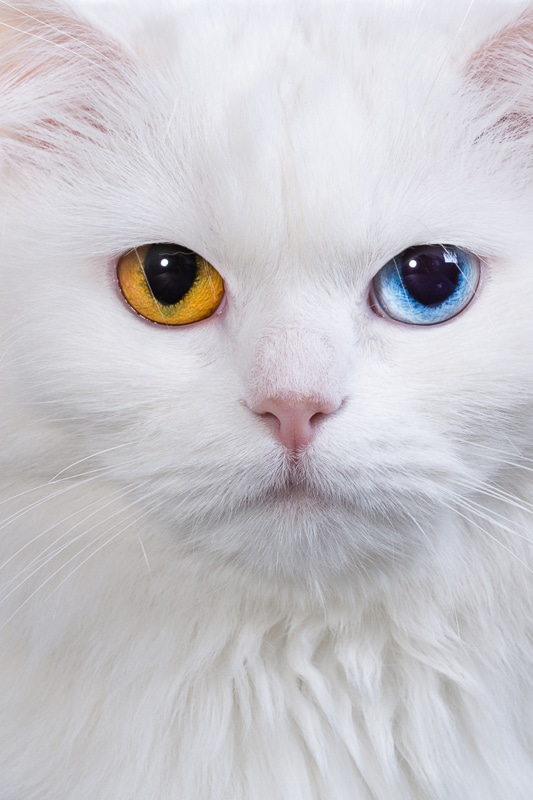 weiße Katze mit einem blauen und einem bernsteinfarbenen Auge