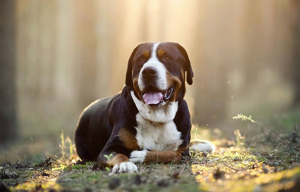 Wunderschönes Porträt eines Schweizer Sennenhundes