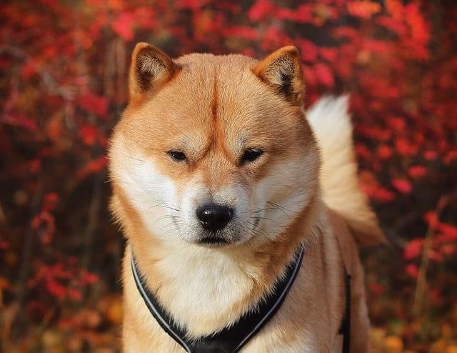 Nahaufnahme eines Hokkaido-Hundes