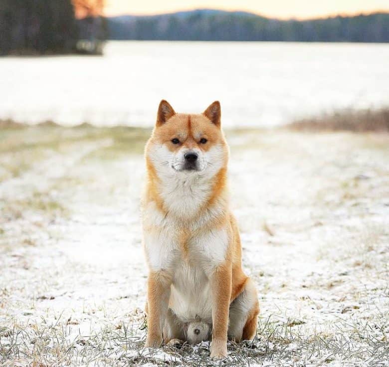 Ein Hokkaido-Hund an einem See