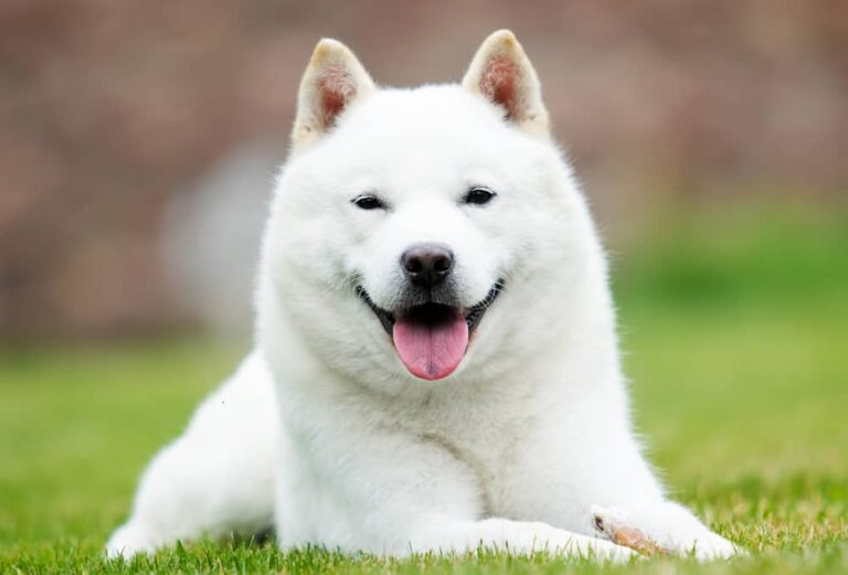 Hokkaido-Hunderasse: Bilder, Farben, Rinde, Eigenschaften und Ernährung
