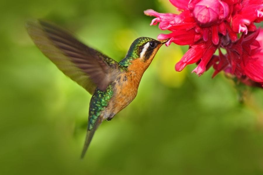 How to Feed Hummingbirds (Without a Feeder)