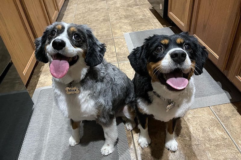 Zwei frisch geschnittene Aussalier-Hunde