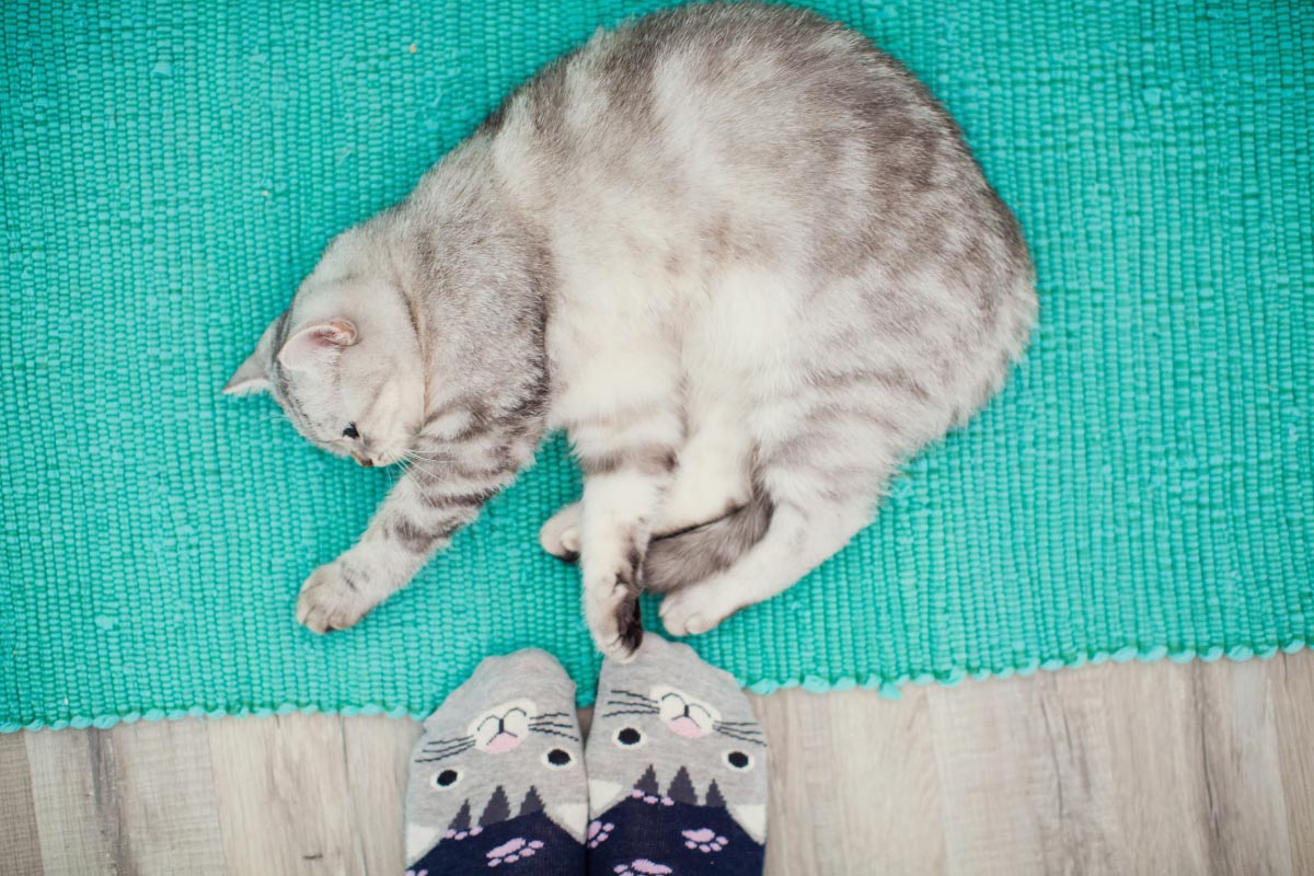 Silberne Katze auf Matte mit Füßen in Hausschuhen