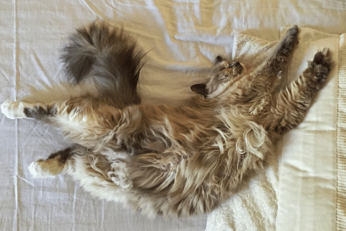 Flauschige Katze dehnt sich wie lange wachsen Katzen