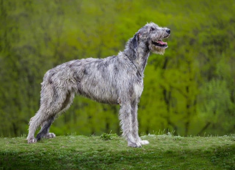 Das Seitenprofil eines Irish Wolfhounds