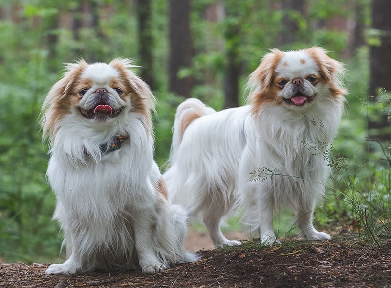 Zwei japanische Kinnhunde im Wald